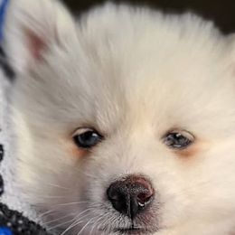 ROSIE - White Pomsky puppy in Norfolk, Virginia from 'Brick'House Couture Pomskies