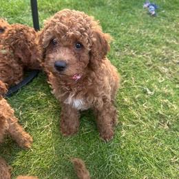 Snickerdoodle - Red female Cavapoo puppy in Springfield, Oregon from Teddy Bear Doodles