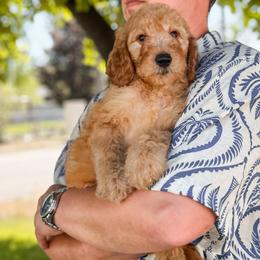 Yellow collar - Apricot male Goldendoodle puppy in Spokane, Washington from Dream Doodles in Spokane WA