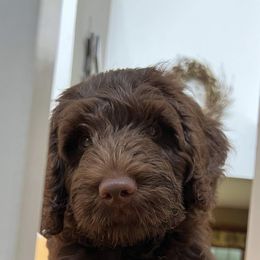 Australian Labradoodle Puppies from Aurora Australian Labradoodles