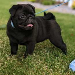 Pug Puppies from Cydney & Co Pugs