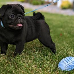 Pug Puppies from Cydney & Co Pugs