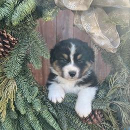 Elphaba - Black tri-color female Australian Shepherd puppy in California from Trilogy Australian Shepherds