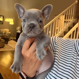 Marco - Blue male French Bulldog puppy in Bolingbrook, Illinois from Flores Frenchies