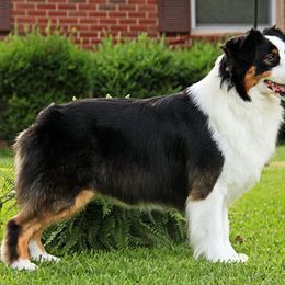 Australian Shepherd and Nova Scotia Duck Tolling Retriever All Grown Up from Tanglewood Tollers and Aussies