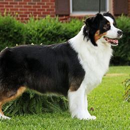 Australian Shepherd and Nova Scotia Duck Tolling Retriever All Grown Up from Tanglewood Tollers and Aussies