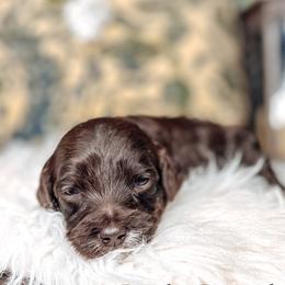 Pink Collar - Lady Penelope - Chocolate female Australian Labradoodle puppy in Decatur, Alabama from Southern Meadows Doodles