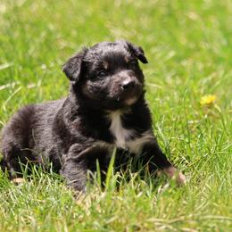 Black Tri Male - Black tri-color male Australian Shepherd puppy in Cedar City, Utah from 10-BAR-Y RANCH