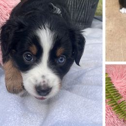 Australian Shepherds from B&M Kennels