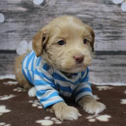 Blue collar Yankee - Caramel male Australian Labradoodle puppy in Provo, Utah from EllsWORTH Labradoodles LLC