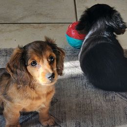 Dachshunds and French Bulldogs from Jessica Patrick