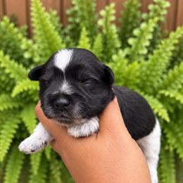 Biscuit - Parti male Miniature Schnauzer puppy in Dorr, Michigan from Enchanted Paws