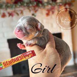 Starburst - Tricolors female French Bulldog puppy in Salem, Oregon from Toy House Frenchies