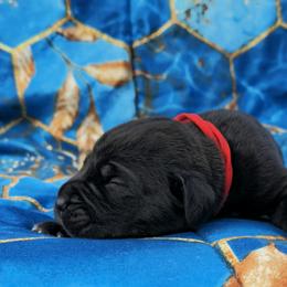 Red collar aka Adam Smasher - Black male Cane Corso puppy in Houston, Texas from Zenith Cane Corso