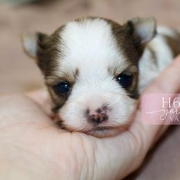 Valley - Tan and white female Yorkshire Terrier puppy in Austin, Texas from H6 Yorkies