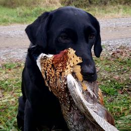 Labrador Retrievers from James' Labrador Retrievers