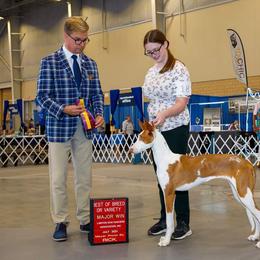Ibizan Hound Puppies from AirO'Doe Ibizans