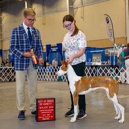 Ibizan Hound Puppies from AirO'Doe Ibizans
