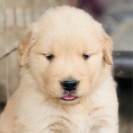 Bonnie - Golden female Golden Retriever puppy in Saint Pauls, North Carolina from Copperfield’s Goldens