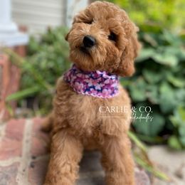 Goldendoodle Puppies from Carlie and Co. Goldendoodles