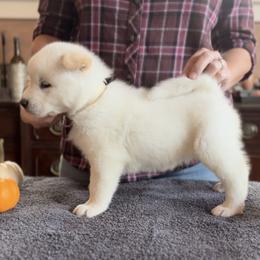 Girl 3 white collar - Akita puppy from Main Street Akitas