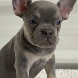 French Bulldogs from Gini Smith