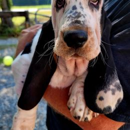 Basset Hound Puppies from Double Branch Basset Hounds
