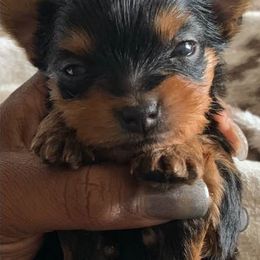 Yorkshire Terriers from V's Babies