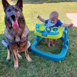 German Shepherd Puppies from Olsen Creek Kennels