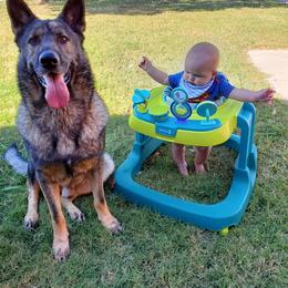 German Shepherd Puppies from Olsen Creek Kennels