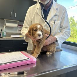 Bernedoodle Puppies from Palmetto Bernedoodles Boutique