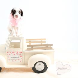 Garden Party (pink) - Parti female Goldendoodle puppy in Platteville, Wisconsin from Beck Kennel