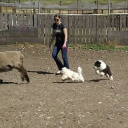 Havanese Puppies from SunWyst Havanese