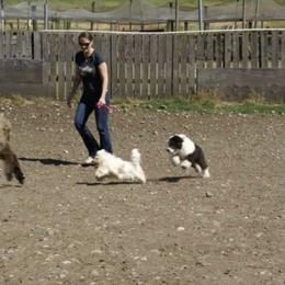 Havanese Puppies from SunWyst Havanese