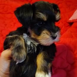 Calcifer - Black and silver male Miniature Schnauzer puppy in Florida from Central Florida Schnauzers