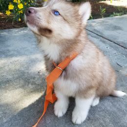 Native American Indian Dog Puppies from Night Eyes NAIDs