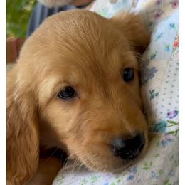 Light Blue - Golden male Golden Retriever puppy in David City, Nebraska from Lucky Penny Goldens