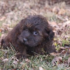 Justice - Red female Whoodle puppy in West Bend, Iowa from Blue Skies Terriers