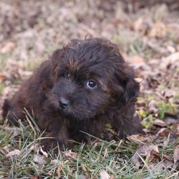 Justice - Red female Whoodle puppy in West Bend, Iowa from Blue Skies Terriers