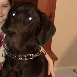 Great Danes from Triple D Danes