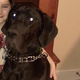 Great Danes from Triple D Danes