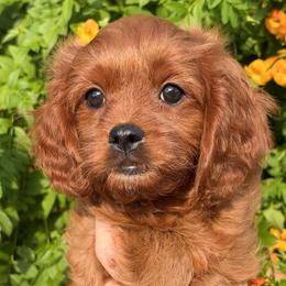 June - Red female Cavapoo puppy in Tucson, Arizona from Adored Poodle & Doodles