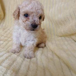 Baylee - Cream male Poodle puppy in Blanch, North Carolina from Faithful Hearts Kennel