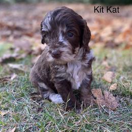 Aussiedoodle Puppies from White River Doodles