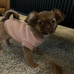 Coco - Chocolate sabled fawn female Chihuahua puppy in Burleson, Texas from Luxe Paradise House of Chi