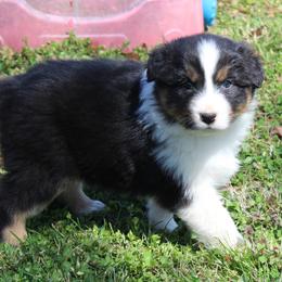 Simon - Black tri-color male Australian Shepherd puppy in Kansas, Oklahoma from Windy G Farm
