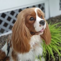 Iris - Cavalier King Charles Spaniel