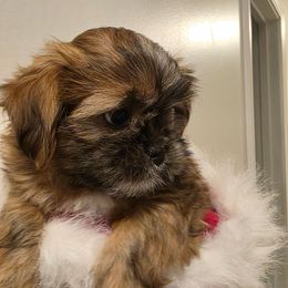 Turbo - Brindle and white male Shih Tzu puppy in Rockmart, Georgia from Sonya Garrett