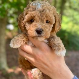 Cheyenne - Apricot female Goldendoodle puppy in Kenansville, North Carolina from J+A Family Doodles
