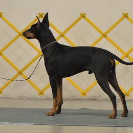 Black and Tan Coonhounds and Manchester Terriers from Jazzman Black and Tans